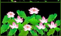 莲花视频,探寻东方美学与智慧之光